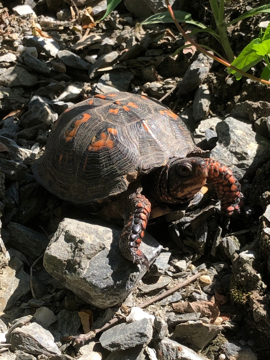 An image of a turtle on rocks